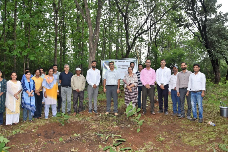 वन क्षेत्र में कतार से लगे छोटे दहीमन पौधों के पीछे TFRI के कर्मचारी